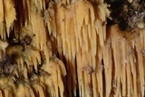Radulodon copelandii image