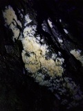Radulodon copelandii image