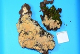 Radulodon copelandii image