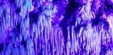 Radulodon copelandii image