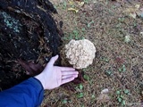 Sparassis crispa image