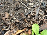 Cyathus olla image
