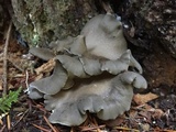 Osteina obducta image