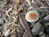 Lepiota cristata image