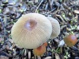 Parasola auricoma image