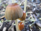 Parasola auricoma image
