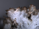 Platismatia tuckermanii image