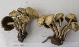 Psilocybe stuntzii image