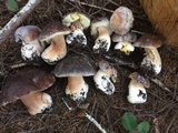 Boletus regineus image