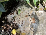 Sarcodontia pachyodon image