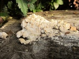 Sarcodontia pachyodon image