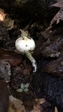 Hygrophorus eburneus image