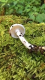 Hygrophorus eburneus image