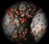 Nectria episphaeria image