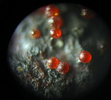 Nectria episphaeria image