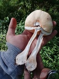 Amanita rufoferruginea image