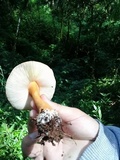 Amanita rufoferruginea image