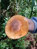 Amanita rufoferruginea image