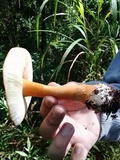 Amanita rufoferruginea image