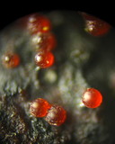 Nectria episphaeria image