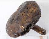 Tylopilus porphyrosporus image