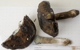 Tylopilus porphyrosporus image