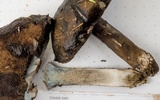 Tylopilus porphyrosporus image