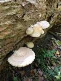 Hypsizygus marmoreus image