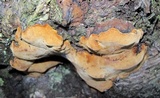 Phellinus chrysoloma image