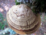Fomes excavatus image