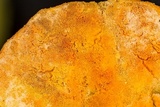 Hapalopilus croceus image