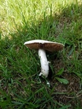 Agaricus andrewii image