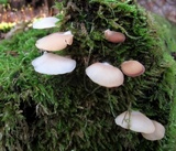 Crepidotus applanatus image
