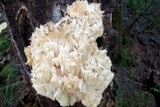 Hericium americanum image