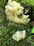 Ductifera pululahuana image
