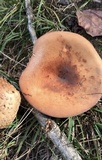 Lactarius volemus image