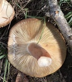 Lactarius volemus image