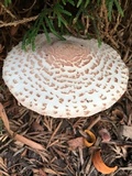 Leucoagaricus americanus image