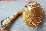 Boletus ferrugineus image