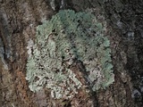 Dirinaria aegialita image