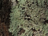 Dirinaria aegialita image