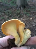 Cantharellus lateritius image