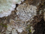 Pyrenula microcarpa image