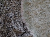 Pyrenula microcarpa image