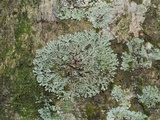 Heterodermia albicans image
