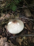 Agaricus placomyces image