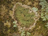Phyllopsora confusa image
