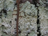 Dirinaria confluens image