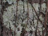 Dirinaria confluens image