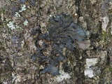 Leptogium isidiosellum image